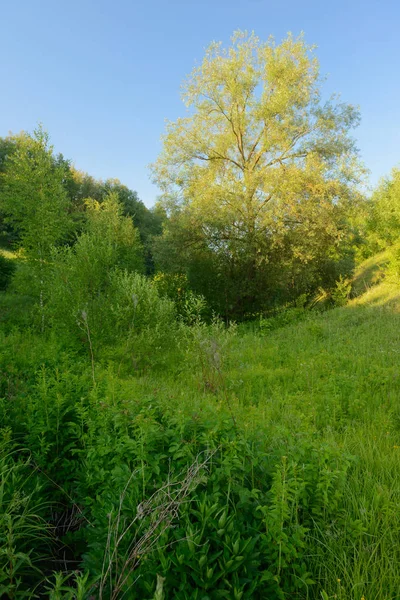 Вертикальный летний пейзаж с зелеными растениями и деревьями в равине — стоковое фото