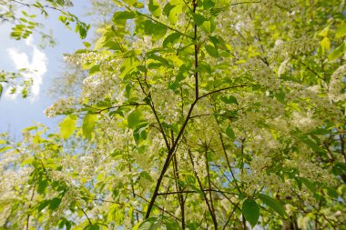 Mavi gökyüzünün arka planında açmakta olan kuş kiraz dalları