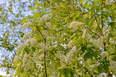 Mavi gökyüzünün arka planında açmakta olan kuş kiraz dalları