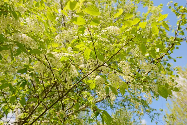 Floração galhos de cereja pássaro em um fundo de céu azul com c — Fotografia de Stock