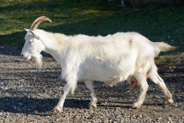 Beyaz keçi yeşil çimlerin üzerinde kayalık bir patikadan geçer.