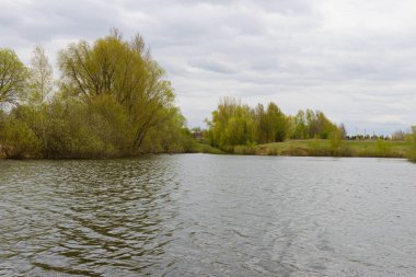 Bulutlu bir bahar gününde göletin kenarında yeşil bitkiler