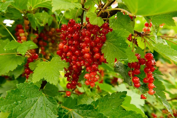 Bright Red Currant Berries Green Leaves Rain — Stock Photo, Image