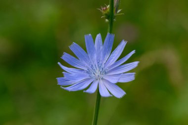 Yeşil çimenlikteki parlak mavi hindiba çiçeği