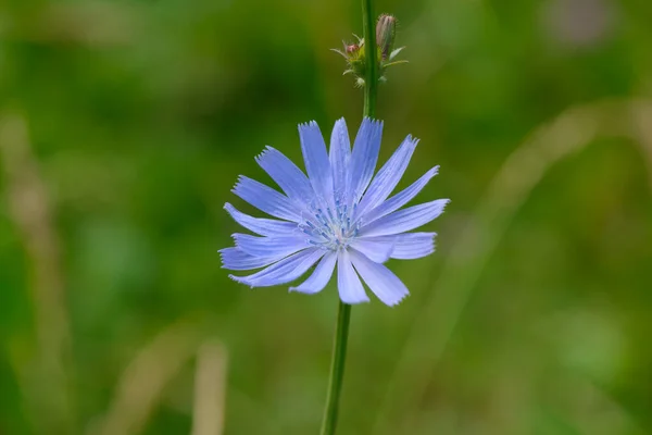 Φωτεινό Μπλε Λουλούδι Κιχώριο Ένα Πράσινο Γκαζόν — Φωτογραφία Αρχείου