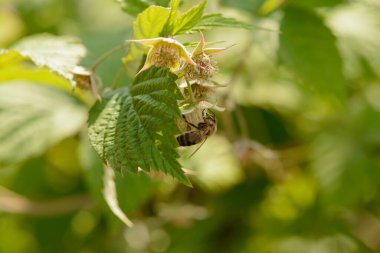 Bir arı ahududu çiçeklerinden nektar toplar.