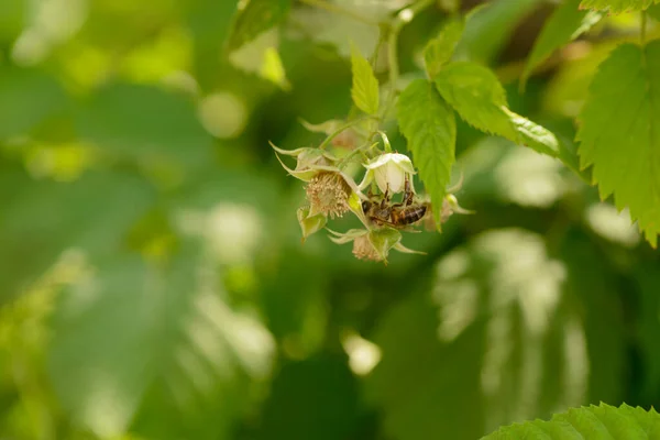 Una Abeja Recoge Néctar Flores Frambuesa —  Fotos de Stock