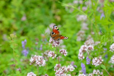 Parlak renkli bir kelebek yeşil bir çayırın ortasında, mermer çiçeklerin üzerinde oturur..