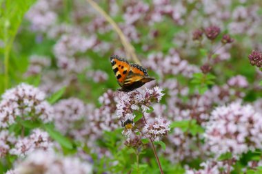 Parlak renkli bir kelebek yeşil bir çayırın ortasında, mermer çiçeklerin üzerinde oturur..