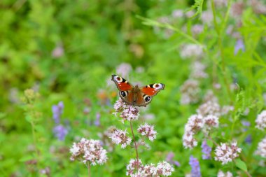 Parlak renkli bir kelebek yeşil bir çayırın ortasında, mermer çiçeklerin üzerinde oturur..