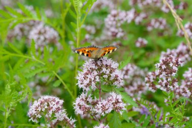 Parlak renkli bir kelebek yeşil bir çayırın ortasında, mermer çiçeklerin üzerinde oturur..
