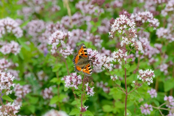 Papillon Aux Couleurs Vives Est Assis Sur Des Fleurs Marjolaine — Photo