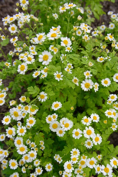 Groene Weide Met Witte Madeliefjes Bloemen Een Zomerdag — Stockfoto
