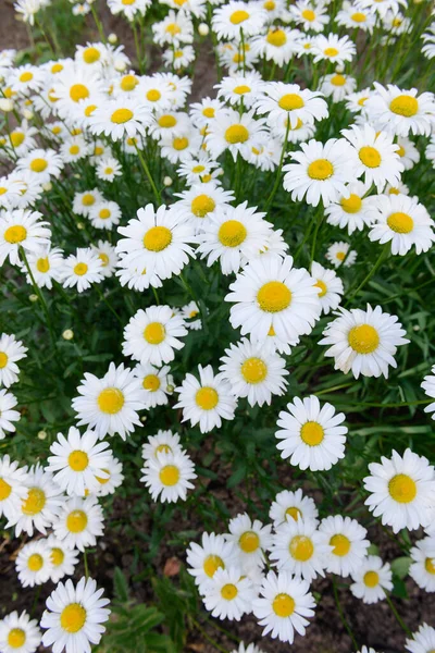 Grön Äng Med Vita Tusensköna Blommor Sommardag — Stockfoto