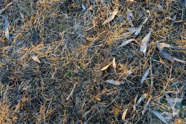 Hojas Hierba Seca Suelo Después Del Invierno —  Fotos de Stock