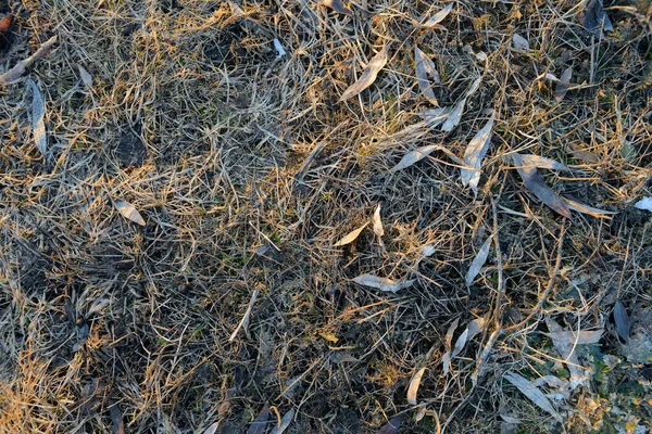 Hojas Hierba Seca Suelo Después Del Invierno —  Fotos de Stock