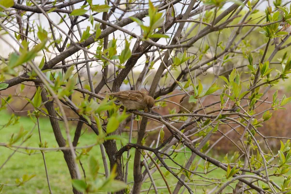 Sparrow Duduk Cabang Semak Semak Pada Hari Musim Semi Mendung — Stok Foto