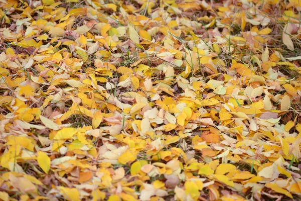 Жовте Опале Листя Дерев Лежить Землі — стокове фото