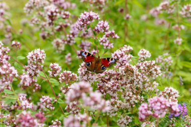 Kelebek tavus kuşu gözü yeşil çimenlerin arasında bir çiçeğe oturur.