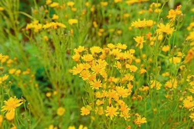 Yeşil çayırda parlak sarı çiçekler