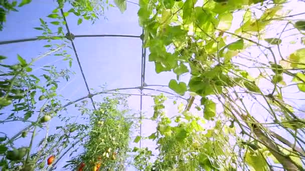 En liten gård drivhus för agricultures — Stockvideo