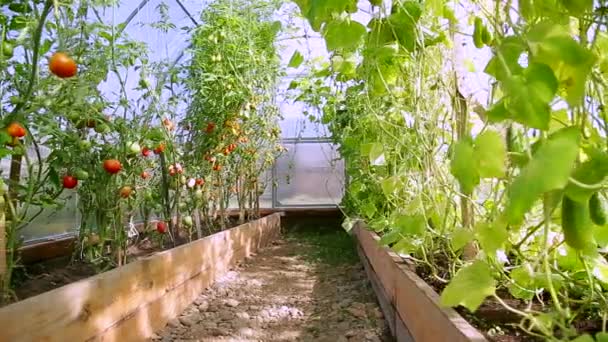 Una pequeña granja de invernadero para las granjas — Vídeos de Stock