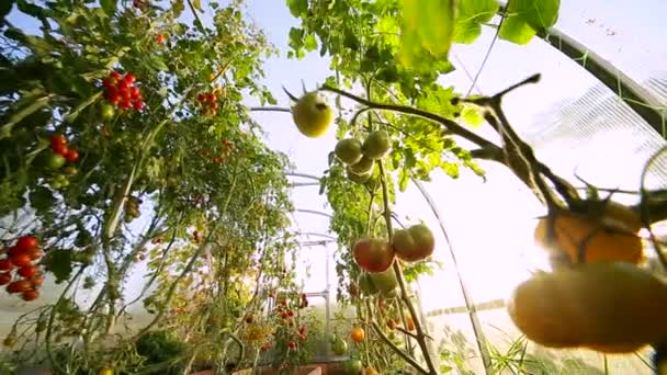 Uma pequena casa de fazenda para fazendas — Vídeo de Stock