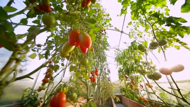 Ένα μικρό αγρόκτημα θερμοκήπιο agricultures — Αρχείο Βίντεο