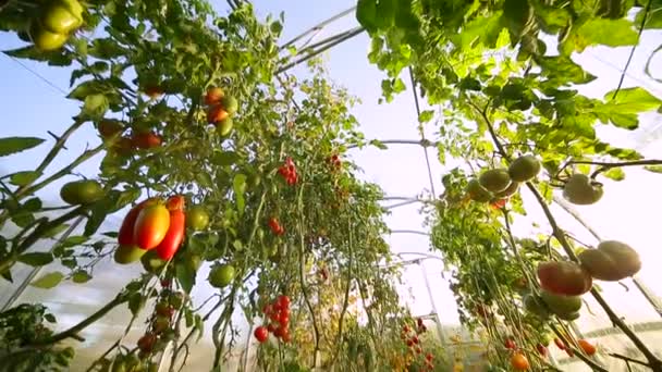 Küçük tarım sera kırkambar için — Stok video