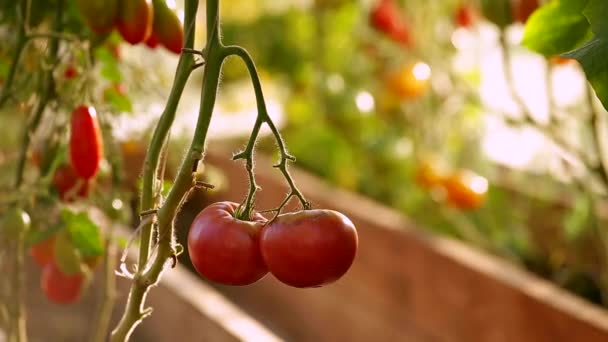 Un petit gîte agricole pour l'agriculture — Video