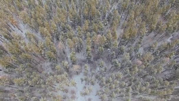 Aerial view from the air. Winter. Russia. Siberia. View from the sky on a winter forest — Stock Video