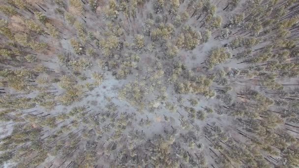 Luchtfoto vanuit de lucht. Winter. Rusland. Siberië. Uitzicht vanuit de hemel op een winter forest — Stockvideo