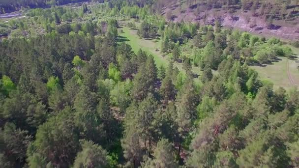 4k. Prores Codec. Luftaufnahmen aus der Luft. Sommerwald mit einem kleinen Gebirgsfluss — Stockvideo