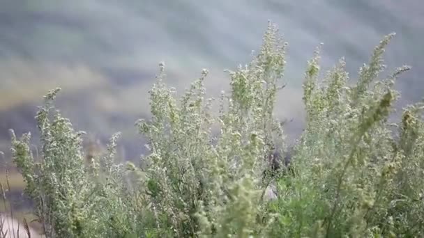 Nature of Lake Baikal. Grass on the shore of the lake — Stock Video