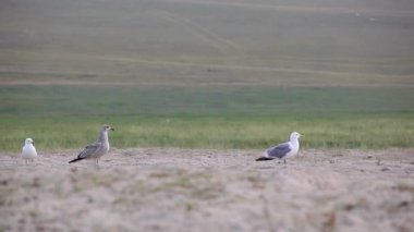 Kıyıdaki martılar