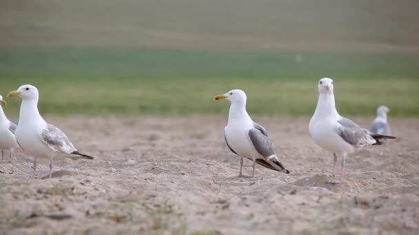 Gaviotas en la orilla — Vídeos de Stock