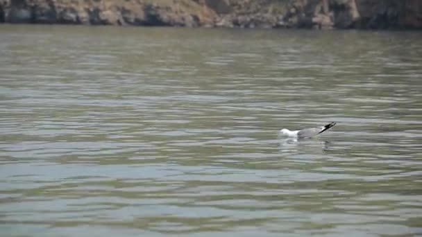 在水面上的海鸥 — 图库视频影像