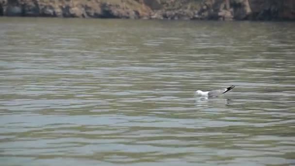 Gaviotas en el agua — Vídeos de Stock