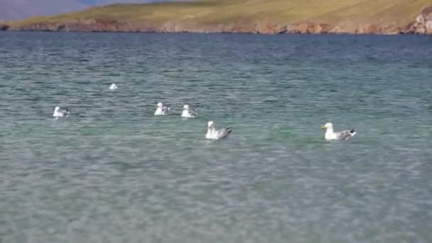 Seagulls on the water — Stock Video