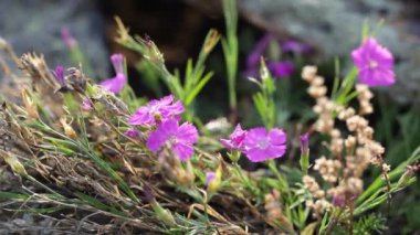 Yakın çekim. Kır çiçekleri Olkhon ada üzerinde. Deniz Baykal