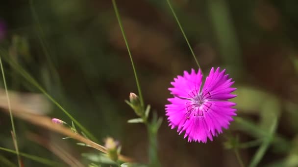 Close-up. Wildflowers on the island of Olkhon. Lake Baikal — Stock Video