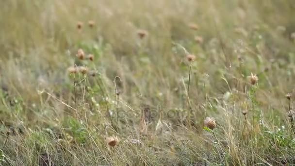 Torrt gräs landskap av Olkhon ön. Bajkalsjön. — Stockvideo