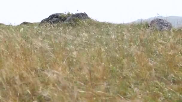 Torrt gräs landskap av Olkhon ön. Bajkalsjön. — Stockvideo