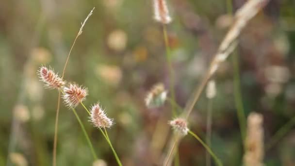 Dry grassy landscape of Olkhon Island. Lake Baikal. — Stock Video