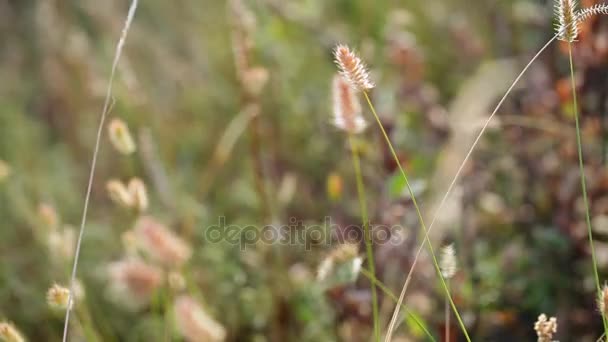 Dry grassy landscape of Olkhon Island. Lake Baikal. — Stock Video