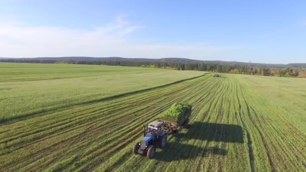 4K. Aerial photography. Cleaning of fields by combines — Stock Video