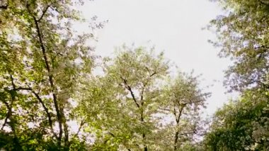 Çiçekli elma ağaçları