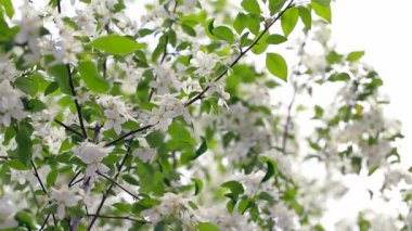 Çiçekli elma ağaçları