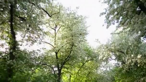 꽃피는 사과나무 — 비디오