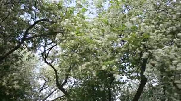 Flowering apple trees — Stock Video